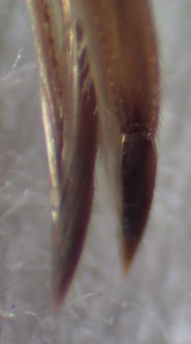 Sigara lateralis